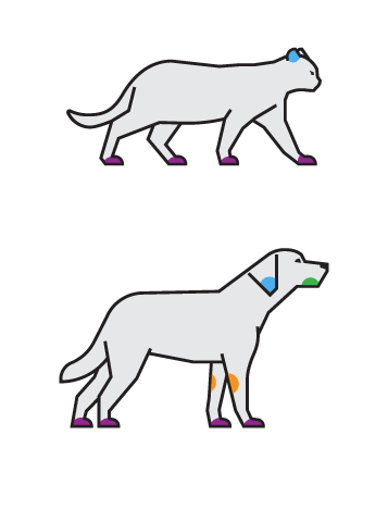 ET-Vet-GMS-AST-021226